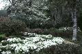 Snow Azalea / Rhododendron 